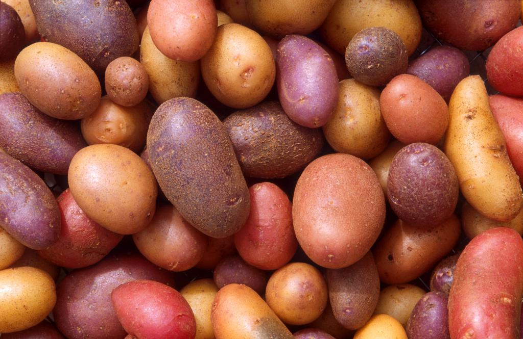 клубни картофеля