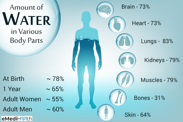human body water content